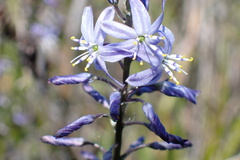 Caesia calliantha