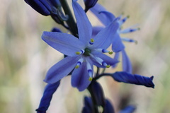Caesia calliantha