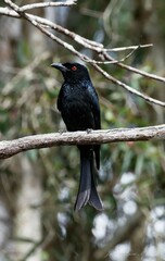 Dicrurus bracteatus