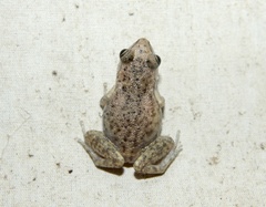 Eleutherodactylus campi