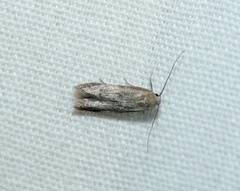 Pigritia
