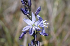 Caesia calliantha