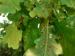 Neuroterus albipes