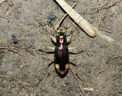 Tetracha carolina