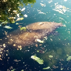 Trichechus manatus