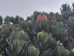 Protea roupelliae roupelliae