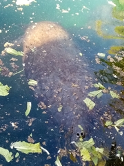 Trichechus manatus