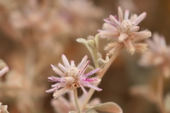 Ptilotus sessilifolius