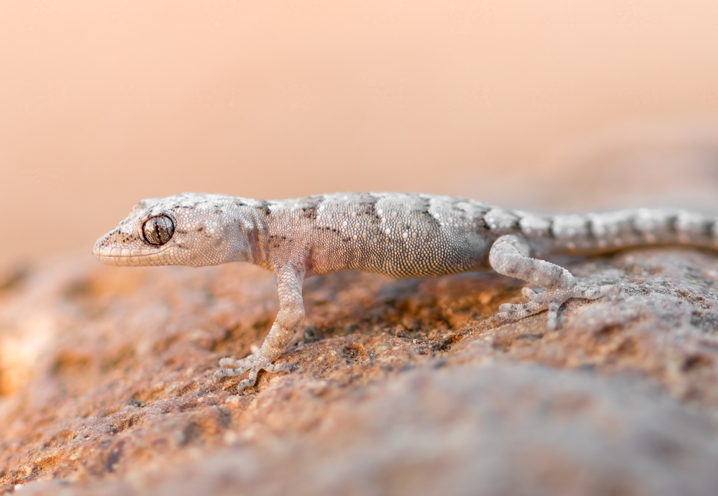 Thin-toed Geckos