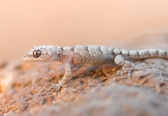 Mediodactylus danilewskii