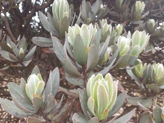 Protea roupelliae roupelliae