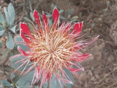 Protea roupelliae roupelliae