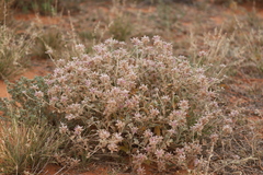 Ptilotus sessilifolius