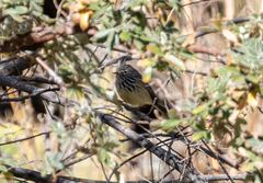 Anairetes flavirostris