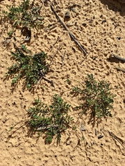 Goodenia pinnatifida