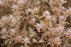 Ptilotus sessilifolius