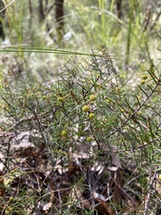 Phyllodineae