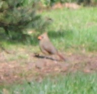 Cardinalis cardinalis