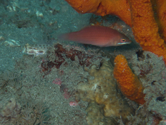 Pseudocheilinus evanidus