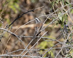 Ochthoeca oenanthoides