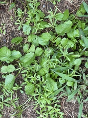 Modiola caroliniana
