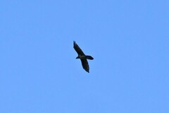 Gypaetus barbatus
