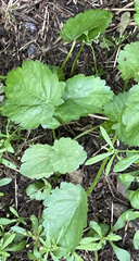Modiola caroliniana