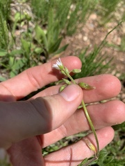 Cerastium beeringianum