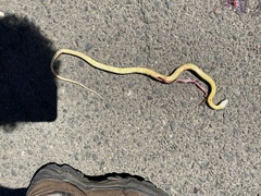 Coluber constrictor mormon