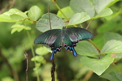 Papilio bianor