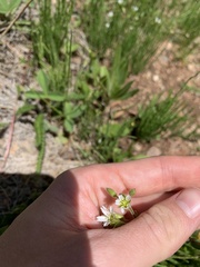 Cerastium beeringianum