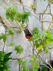 Heliconius hecale zuleika