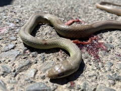 Coluber constrictor mormon