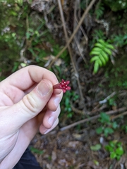 Alseuosmia macrophylla