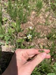 Cerastium beeringianum