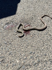 Coluber constrictor mormon