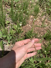 Cerastium beeringianum