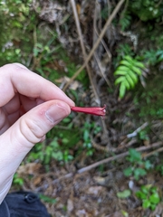 Alseuosmia macrophylla