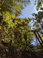 Alseuosmia macrophylla