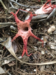 Clathrus archeri