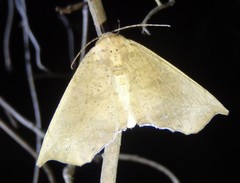 Polyacme dissimilis