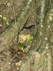 Plethodon teyahalee