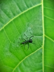 Myrmhopla