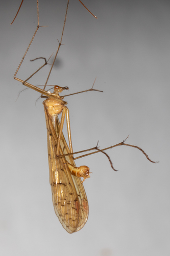 Bittacus pilicornis photo 4