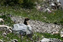 Marmota himalayana