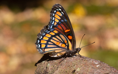 Limenitis arthemis x archippus