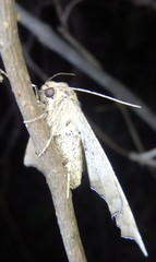 Polyacme dissimilis