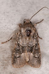 Lacinipolia