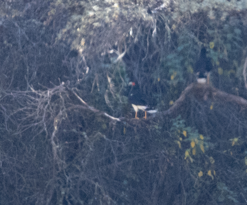 Mountain Caracara from Quillacollo, Tunari, Cochabamba, Bolivia on June ...