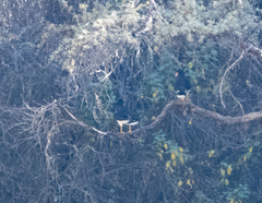 Daptrius megalopterus